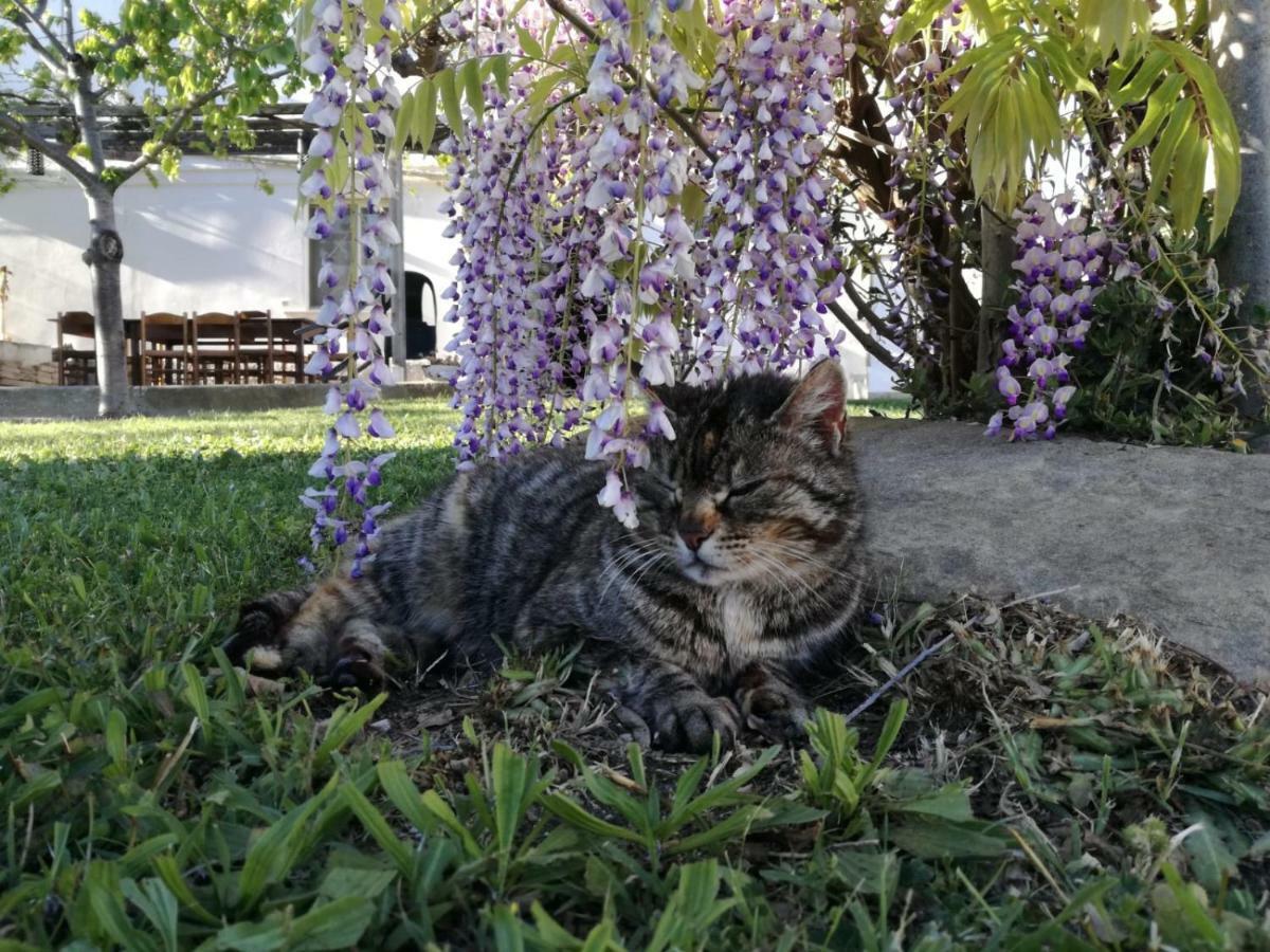 Relais Il Giardino Fra Gli Ulivi Villa Torino di Sangro Luaran gambar